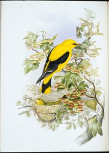 Oriole dourado (Oriolus Galbula) (Litho colorido à mão) de John (after) Gould