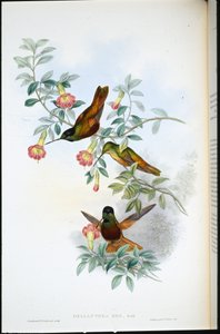 Estrela dourada (Helianthea Eos) (litho colorido à mão) de John (after) Gould