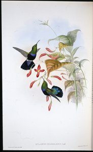 Eulampis Chlorolaemus (Eulampis Chlorolaemus) (litho colorido à mão) de John (after) Gould