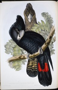Great Billed Black Cockatoo (Calyptorhynchus Macrorhynchus) (Litho de cor de mão) de John (after) Gould