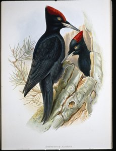 Great Black Woodpecker (Dryocopus Martius) (litho cor de mão)