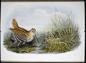 Great Snipe (Gallinaco Major) (litho cor de mão) de John (after) Gould