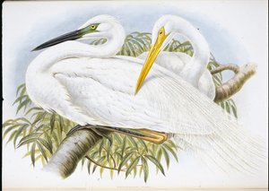 Grande Garça Branca (Herodias Alba) (Litho colorido à mão) de John (after) Gould