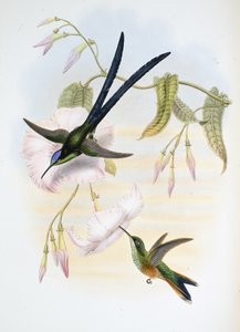Beija-flor de cauda de bico (Hylonymphia Macrocerca) (litho de cor de mão) de John (after) Gould