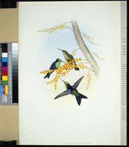 Panoplites de coloração verde (thalurania verticeps) (litho cor de mão) de John (after) Gould
