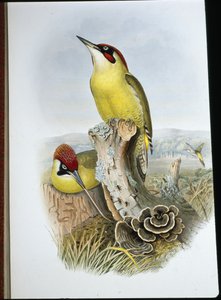 Pica-pau verde (Gecinus Viridis) (litho colorido à mão) de John (after) Gould