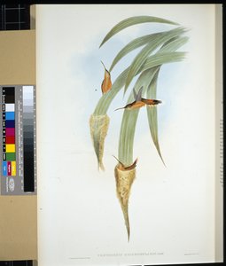 Eremita de garganta cinzenta (phaethornis griseogularis) (litho colorido à mão) de John (after) Gould