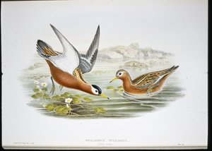 Falarope Cinzento (Phalaropus Fulicarius) (cor da mão) de John (after) Gould