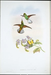 Rabo Listrado Cinzento (Eupherusa Poliocerca) (litho colorido à mão) de John (after) Gould