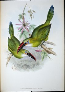 Groove-Bill Toucan (Aulacorhamphus Sulcatus) (litho colorido à mão) de John (after) Gould