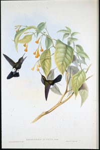 Hoary Puff-leg (Eriocnemis Lugens) (litho colorido à mão) de John (after) Gould