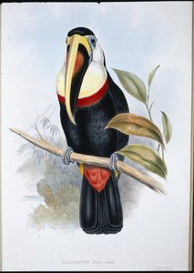 Tucano Inca (Ramphastos inica) (cor da mão em litro) de John (after) Gould