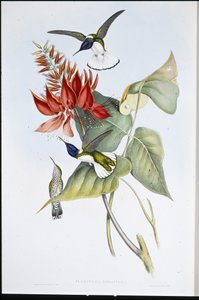 Jacobin (Florisuga Mellivora) (litografia colorida à mão) de John (after) Gould
