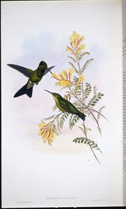 Brilhante de Jameson (Heliodoxa Jamesoni) (litografia colorida à mão) de John (after) Gould