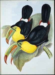 Tucano de bico de chave (Ramphastos Carinatus) (cor da mão)
