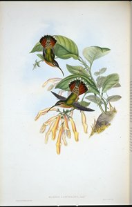 Eremita Lancelolate (Glaucis Lanceolata) (litografia colorida à mão) de John (after) Gould