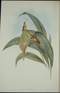 Pequeno Eremita (Phaethornis eremita) (litho colorido à mão) de John (after) Gould