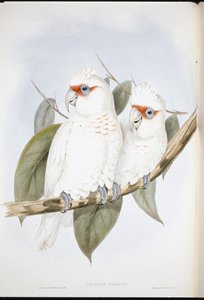 Cockatoo de bico longo (Licmetis Nasicus ) (Litho colorido à mão) de John (after) Gould