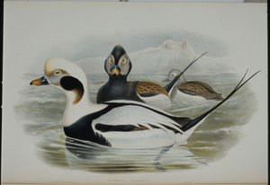 Pato de cauda longa (Harelda Glacialis) (litho colorido à mão) de John (after) Gould