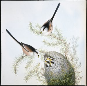 Tetinho Longo de Tailed (Mecistura Caudata) (litho cor de mão) de John (after) Gould