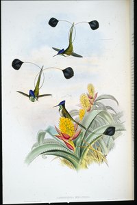 Beija-flor Maravilhoso (Loddigesia Mirabilis) (cor da mão) de John (after) Gould