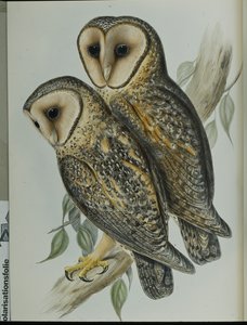Coruja de Celeiro mascarada (Strix Personata) (litho colorido à mão) de John (after) Gould