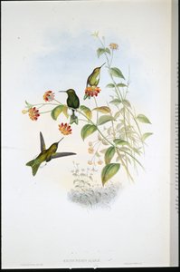 Puff-leg metálico (Eriocnemis Alinae) (litho colorido à mão) de John (after) Gould