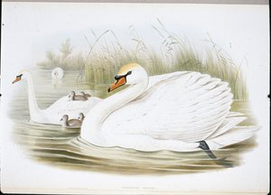 Cisne Mudo (Cygnus Olor) (cor da mão) de John (after) Gould