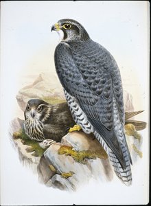 Falcão Norueguês ou Gyrfalcon Falcão (Falco Gyrfalco) (cor da mão)