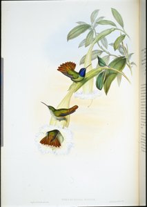 Colibri-beija-flor (Chrysuronia oenone) (cor da mão) de John (after) Gould