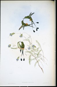 Raquete Peruana (Spathura Peruana) (cor da mão) de John (after) Gould