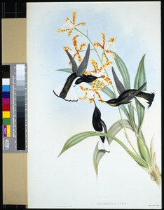 Pied Jacobin (florisuga ater) (litho colorido à mão) de John (after) Gould