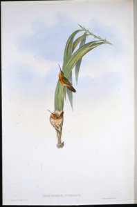 Eremita Pigmeu (Phaethornis Pygmaeus) (litho colorido à mão) de John (after) Gould