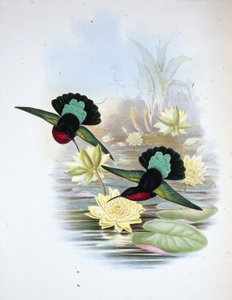 Caraíbas de peito roxo (Eulampis Jugularis) (litho cor de mão) de John (after) Gould