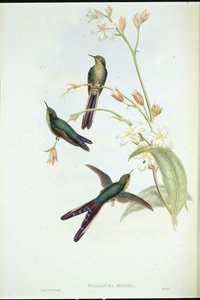 Beija-flor-comum de cauda roxa (Sparganura Glyceria) (litho da cor da mão) de John (after) Gould