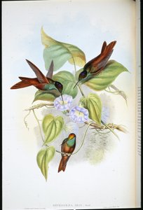 Arco-íris (Diphogena Iris) (litho colorido à mão) de John (after) Gould