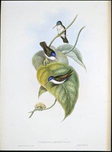 Castanho-azulado (Cyanomyia Quadricolor) (cor da mão) de John (after) Gould