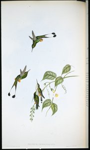 Raquete-rabo-de-cauda-vermelha (Spathura Rufocaligata) (litho colorido à mão) de John (after) Gould