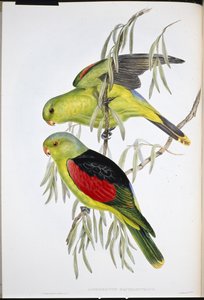 Lory de asa vermelha (Aprosmictus Erythropterus ) (litho de cor de mão) de John (after) Gould