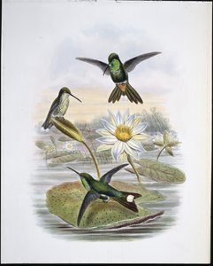Red Vented White Tip (litho colorido à mão) de John (after) Gould