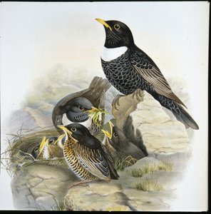 Anel Ouzel (Mer Ulatorquata) (litro colorido à mão) de John (after) Gould