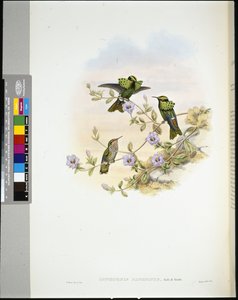 Roraima Coquette (lophornis pavoninus) (litho colorido à mão) de John (after) Gould