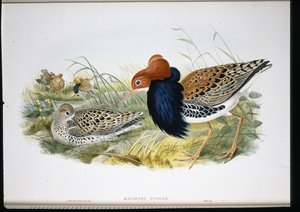 Ruff (Machetes Pugnax) (litho colorido à mão) de John (after) Gould