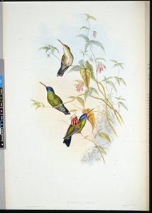 Rufous Flame-bearerer (selasphorus rufus) (litho colorido à mão)