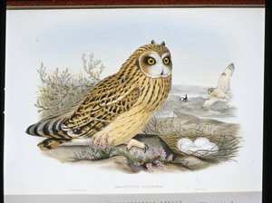CURTO-AURIDO OWL (Brachyotus Palustris) (litho colorido à mão) de John (after) Gould