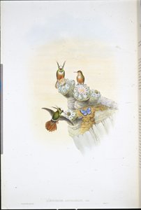 Beija-flor Coquette de Salvin (Lophornis Adorabilis) (litho de cor de mão) de John (after) Gould