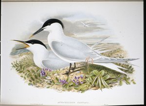 Garajau-cantáceo (Actochel Cantiaca) (cor da mão) de John (after) Gould