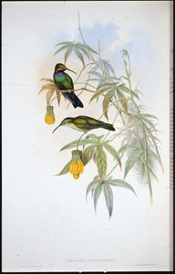Beija-flor de Schreiber (Ionolaima Schreibersi) (cor da mão) de John (after) Gould