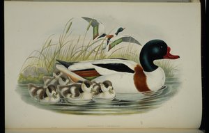 Shell Duck (Tadorna Vulpanser) (litho colorido à mão) de John (after) Gould