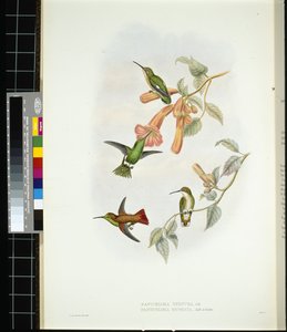 Raio de Sol Brilhante (aglaeactis cupreipennis) (litho colorido à mão) de John (after) Gould